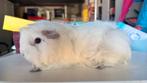 Cavia, Peruaanse witte vrouwelijke cavia, Ophalen