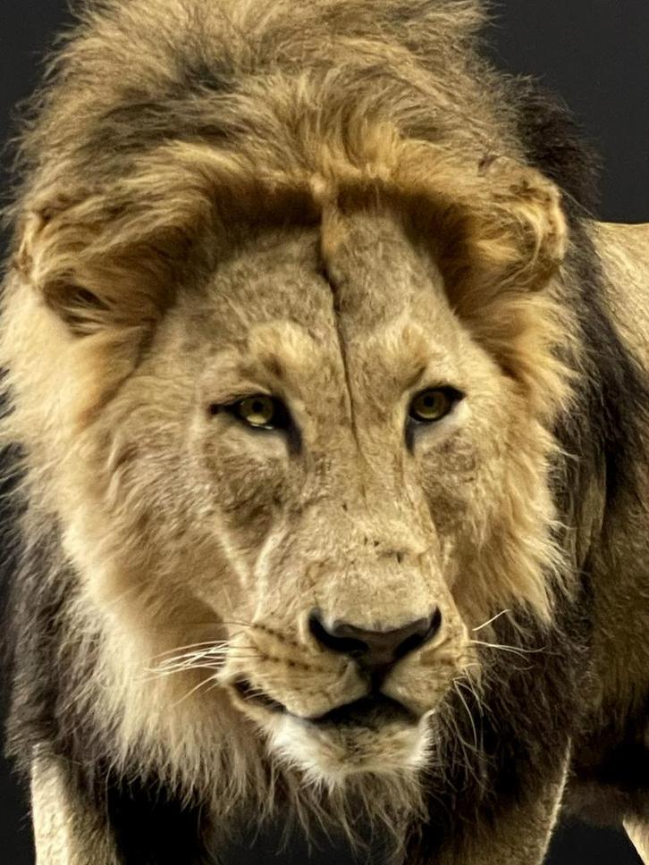 Taxidermi, Dieren en Toebehoren, Overige Dieren, Mannelijk, Juni