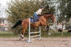 Lieve ruin, Dieren en Toebehoren, Paarden, Gechipt, Ruin, Niet van toepassing, 160 tot 165 cm