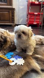 Lhasa apso pups, Dieren en Toebehoren, België, Overige rassen, CDV (hondenziekte), 8 tot 15 weken