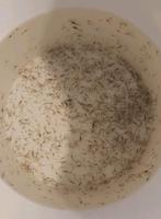 Seau de crevettes perlées blanches, Animaux & Accessoires, Poissons | Poissons d'aquarium