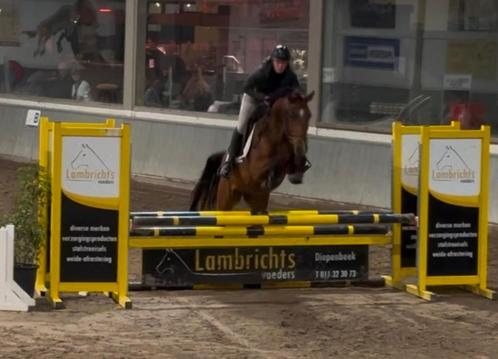 5jarige merrie, Dieren en Toebehoren, Paarden