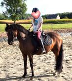 C pony leermeester te koop, Dieren en Toebehoren, 11 jaar of ouder, Recreatiepony, Merrie, Gechipt