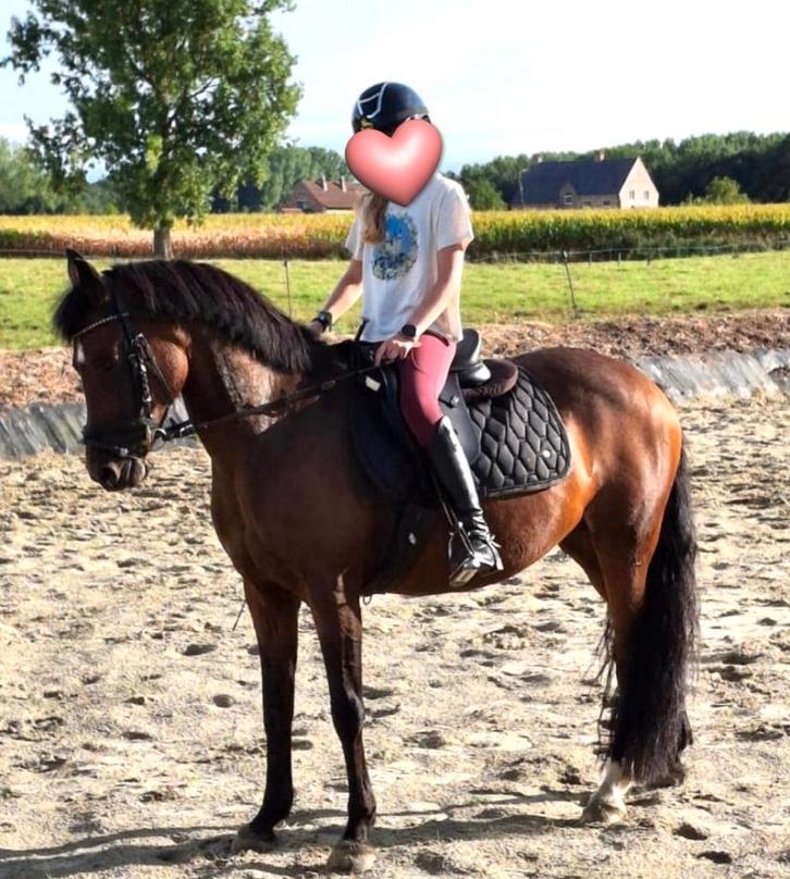 C pony leermeester te koop, Dieren en Toebehoren, Pony's, Merrie, L, C pony (1.27m tot 1.37m), Recreatiepony, 11 jaar of ouder