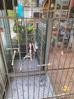 Kanarie, Dieren en Toebehoren, Vogels | Parkieten en Papegaaien