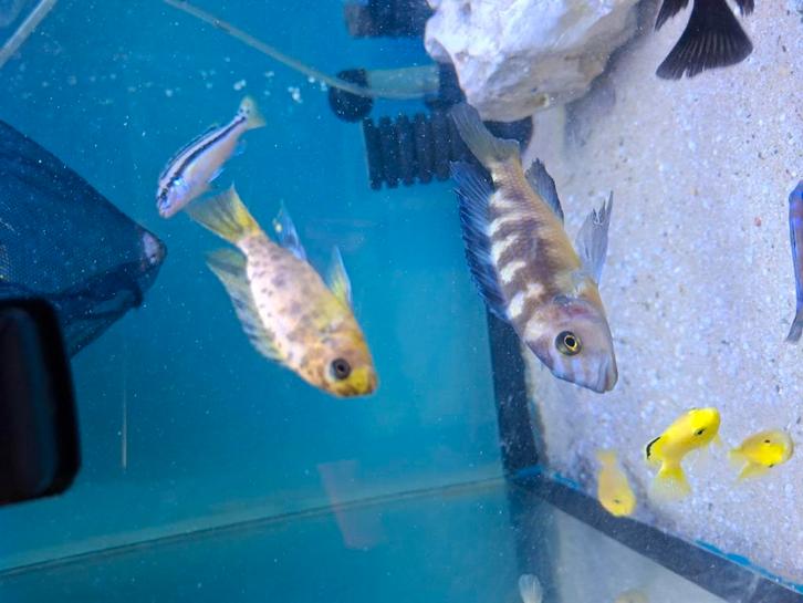 Cichliden Malawi Teopheops Otter Point, Dieren en Toebehoren, Vissen | Aquariumvissen