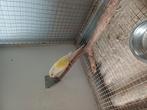 Koppel pyrhura vrouwtje creme ino en man is er split voor, Dieren en Toebehoren, Tam