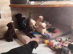 Exclusief in huis gefokte labrador pupjes, België, Fokker | Hobbymatig, CDV (hondenziekte), 8 tot 15 weken
