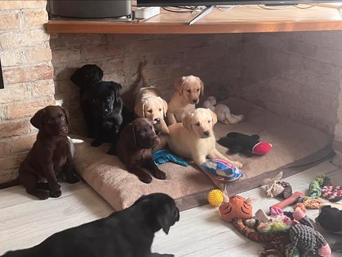 Exclusief in huis gefokte labrador pupjes, Dieren en Toebehoren, Honden | Retrievers, Spaniëls en Waterhonden, Meerdere dieren