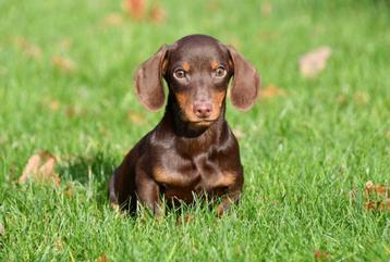 Teckel pups te koop - Choco tan (gladharig) beschikbaar voor biedingen