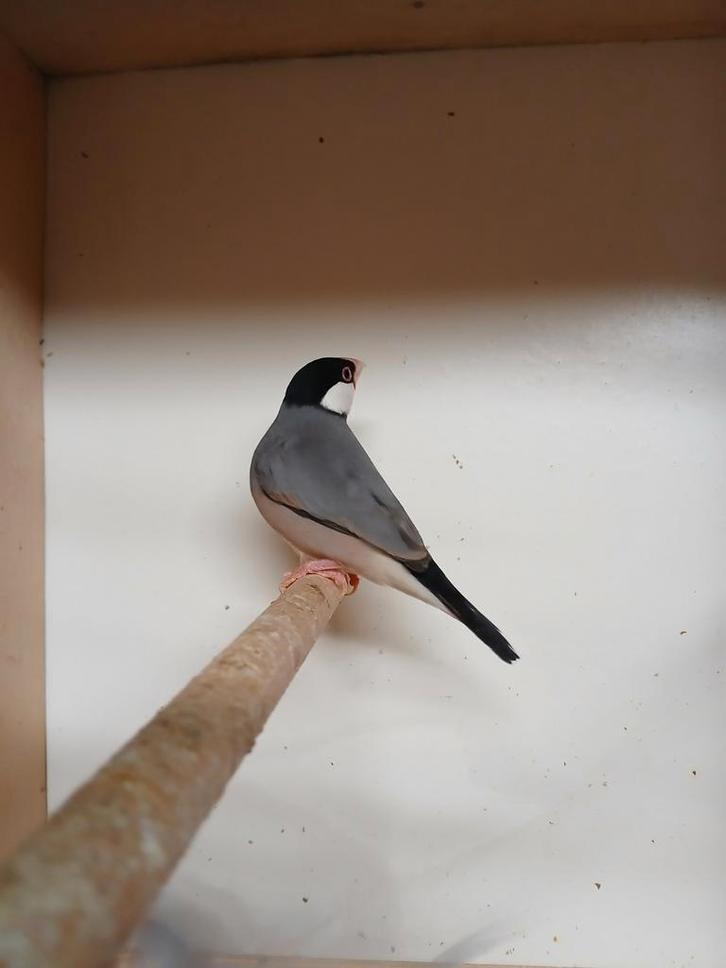 Rijstvogels  (padda), Animaux & Accessoires, Oiseaux | Oiseaux Autre