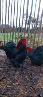 Cochin haan (gratis), Dieren en Toebehoren, Mannelijk, Kip