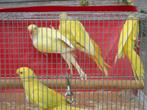 parkieten, Dieren en Toebehoren, Meerdere dieren, Parkiet, Geringd