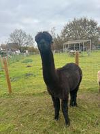 Alpaca hengst 3jaar, Dieren en Toebehoren, Overige Dieren