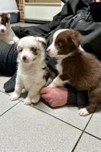 Superbes chiots border collie, Animaux & Accessoires, Chiens | Bergers & Bouviers, Colley, Plusieurs, Parvovirose, Belgique