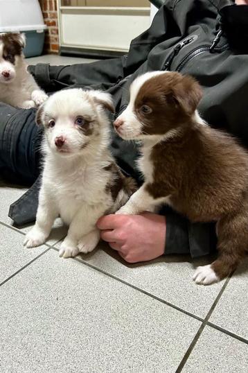 Prachtige border collie pups beschikbaar voor biedingen