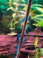 Blue velvet garnalen aquarium, Dieren en Toebehoren, Kreeft, Krab of Garnaal, Zoetwatervis, Schoolvis
