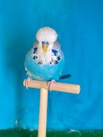 Engelse grasparkieten blauw 2025, Mâle, Perruche, Bagué