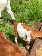 Mooi dwerggeitje Mieke, Animaux & Accessoires, Moutons, Chèvres & Cochons, Femelle, Chèvre, 0 à 2 ans