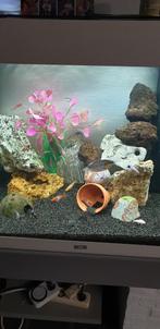 Aquariumsteen, Dieren en Toebehoren, Ophalen