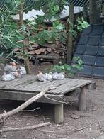 Gratis haantjes, Dieren en Toebehoren, Mannelijk