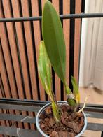 Orchidee Laelia, Huis en Inrichting, Kamerplanten, Ophalen of Verzenden