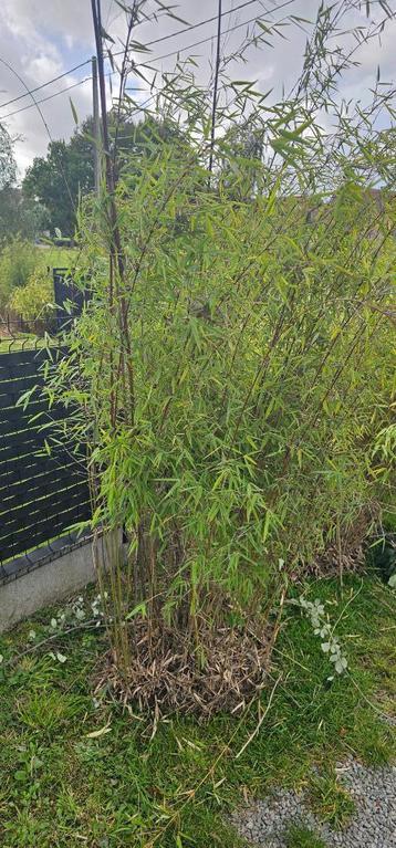 meerdere planten bamboes fergesia  beschikbaar voor biedingen