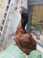 Shamo aseel hen te koop, Dieren en Toebehoren, Pluimvee, Vrouwelijk, Kip