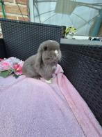 Super knap klein feh bont Minilop konijntje, Dieren en Toebehoren, Mannelijk, Dwerg, Hangoor, 0 tot 2 jaar