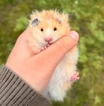 Hamster doré à poils longs, Animaux & Accessoires, Janvier, Mâle
