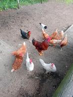 Broedeieren bruine legkip, Dieren en Toebehoren, Pluimvee