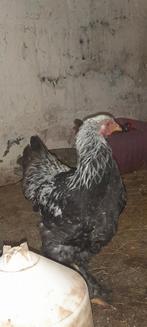 Brahma zilverpatrijs haan, Dieren en Toebehoren, Pluimvee, Mannelijk, Kip