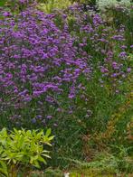 verbena bonariensis, Tuin en Terras, Ophalen