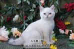 British Shorthair Blue Golden Point