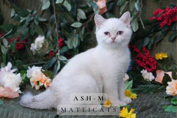 British Shorthair Blue Golden Point  beschikbaar voor biedingen