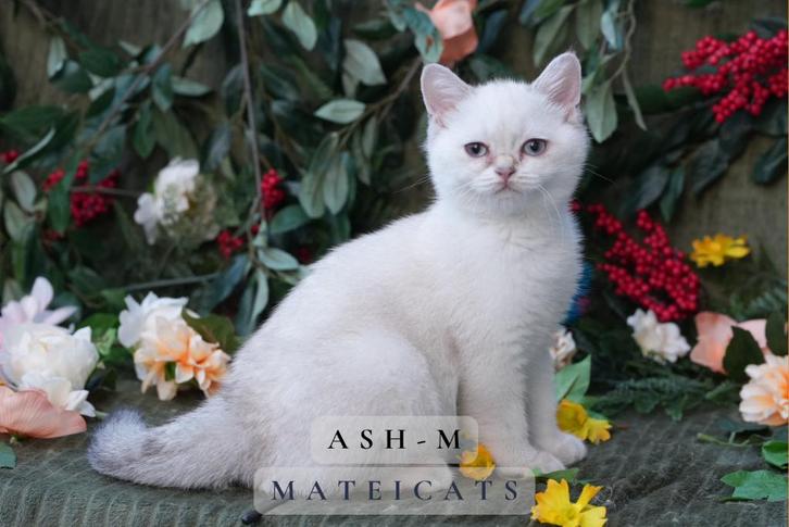 British Shorthair Blue Golden Point, Dieren en Toebehoren, Katten en Kittens | Raskatten | Korthaar, Meerdere dieren, 0 tot 2 jaar