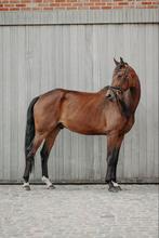 Te koop : 6 jarige ruin!, Gechipt, Ruin, Dressuurpaard, 170 tot 175 cm