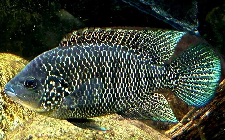 Nosferatu Beani cichliden, Dieren en Toebehoren, Vissen | Aquariumvissen, Zoetwatervis, Vis