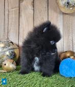 Chiot de poméranie/pompon / petit loulou, Loulou, Plusieurs, Parvovirose, Belgique