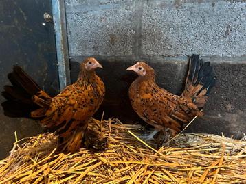 Sabelpootkriel hennen  beschikbaar voor biedingen