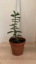 Geldboom 35 cm, Ophalen
