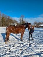 Recreatie paard, Animaux & Accessoires, Chevaux, Hongre, Avec pedigree