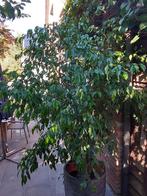 plant, Huis en Inrichting, Kamerplanten, Ophalen, Ficus, 200 cm of meer, Halfschaduw