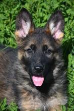 Prachtig Duits Herder teefje, Dieren en Toebehoren, Honden | Herdershonden en Veedrijvers, België, CDV (hondenziekte), 8 tot 15 weken