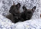 Franse bulldog pups, Dieren en Toebehoren, 15 weken tot 1 jaar, Buitenland, CDV (hondenziekte), Bulldog