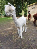 Alpaca hengst, Dieren en Toebehoren, Overige Dieren, Juni, Mannelijk
