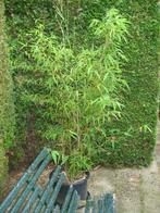 Planten : bamboe, Enlèvement, Plante fixe