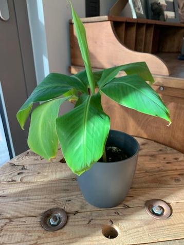 Banaan Musa Dwarf Cavendish klein beschikbaar voor biedingen