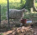 Schaap ooi, Dieren en Toebehoren, Schapen, Geiten en Varkens