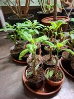 Brugmansia planten warme, Tuin en Terras, Ophalen of Verzenden